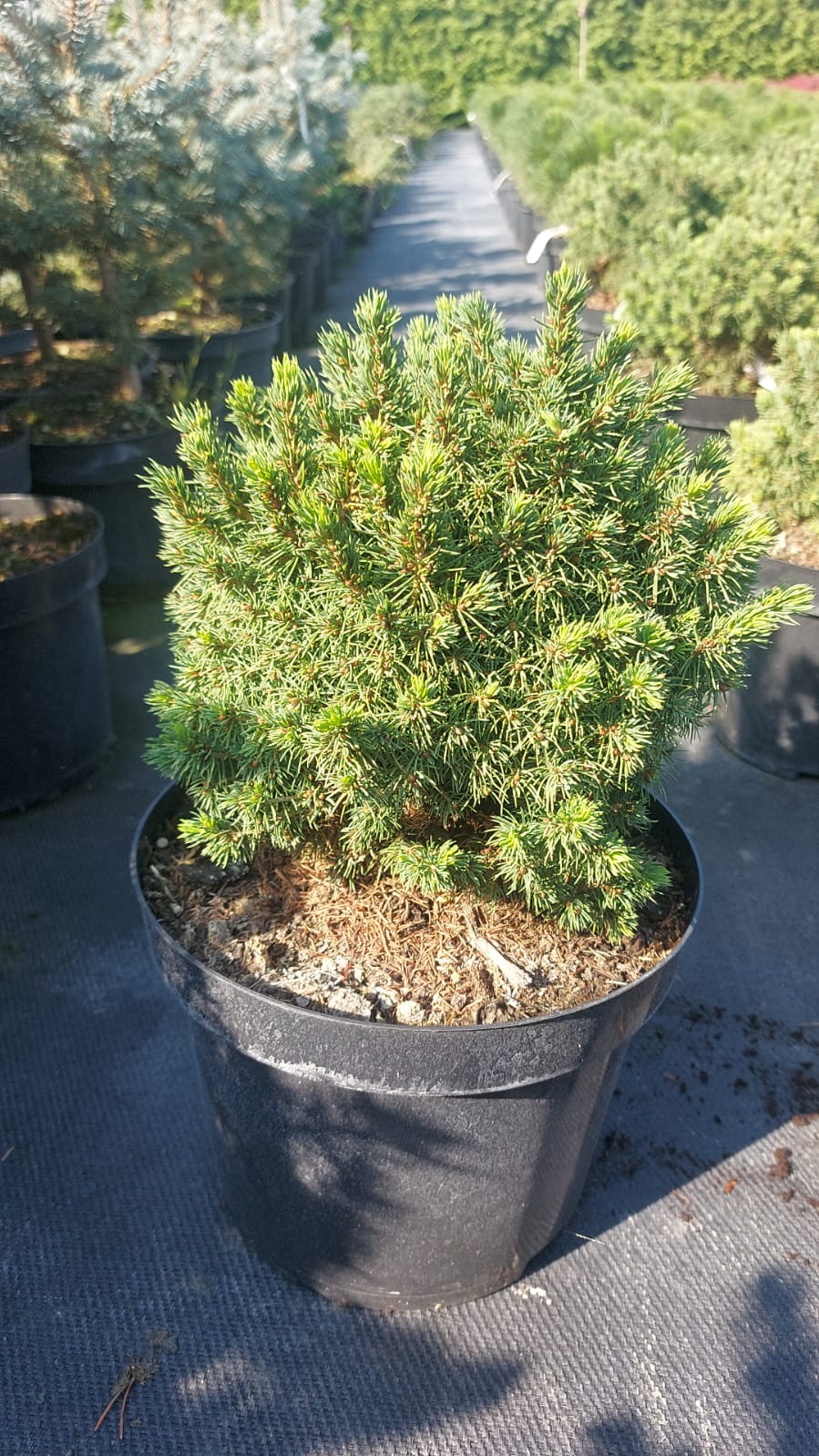 Ель канадская Альберта Глоб